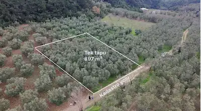 TRİLYE 897 M² KADASTRAL YOLU OLAN TEK TAPULU 40 AD ZEYTİN AĞAÇLI