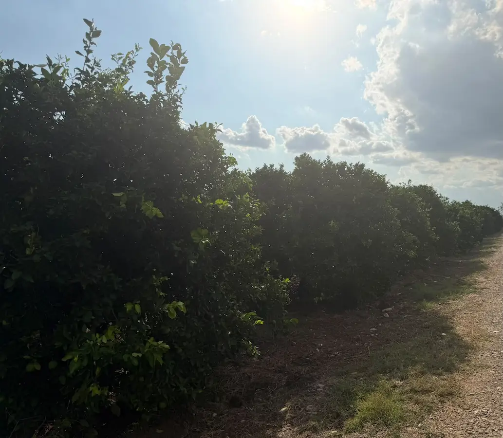 🍊 ADANA KOZAN IŞIKLI MAHALLESİ’NDE SATILIK PORTAKAL BAHÇESİ