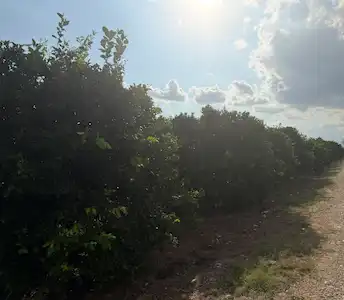 🍊 ADANA KOZAN IŞIKLI MAHALLESİ’NDE SATILIK PORTAKAL BAHÇESİ