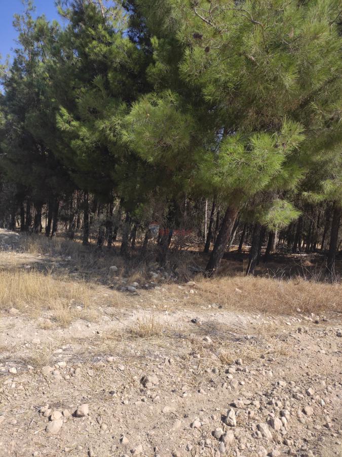 Remax Model'den Çal'da İçinde 1500 Adet Çam Ağacı Bulunan Satılık Tarla