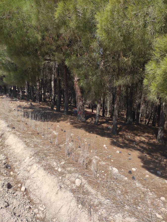 Remax Model'den Çal'da İçinde 1500 Adet Çam Ağacı Bulunan Satılık Tarla