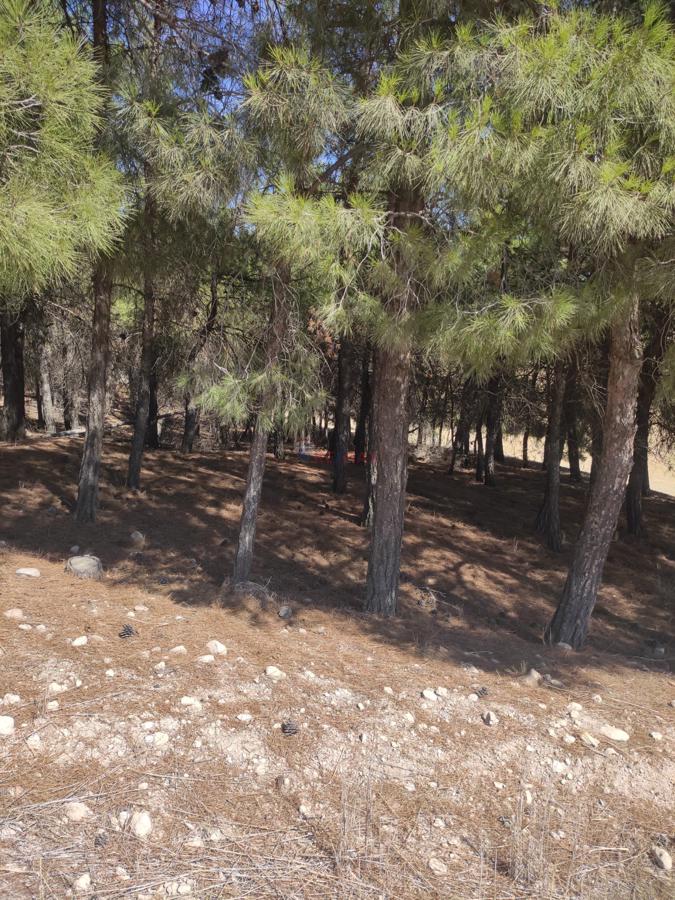 Remax Model'den Çal'da İçinde 1500 Adet Çam Ağacı Bulunan Satılık Tarla