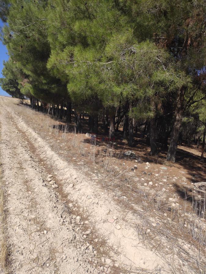 Remax Model'den Çal'da İçinde 1500 Adet Çam Ağacı Bulunan Satılık Tarla