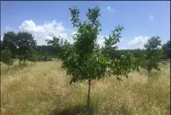 ÇANAKKALE KAZ DAĞLARIN’NDA SATILIK 16.650M2 CEVİZ BAHÇESİ , RESMİ YOLLU, YATIRIM VE YAŞAM FIRSATI !