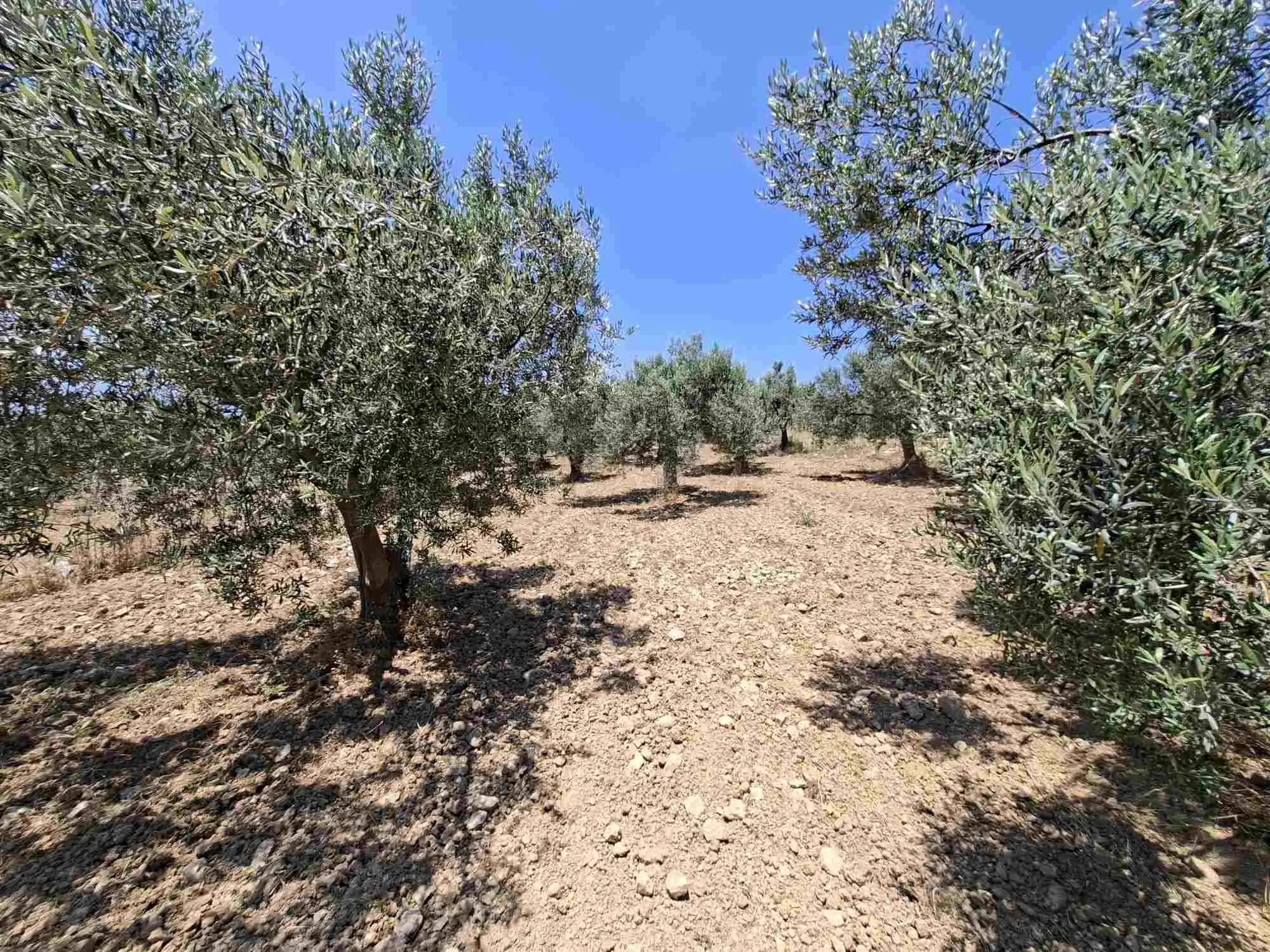 Property image 24