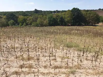 SILIVRI BÜYÜK ÇAVUŞLU MAHALLESİNDE 10.823 M2 SATILIK TARLA