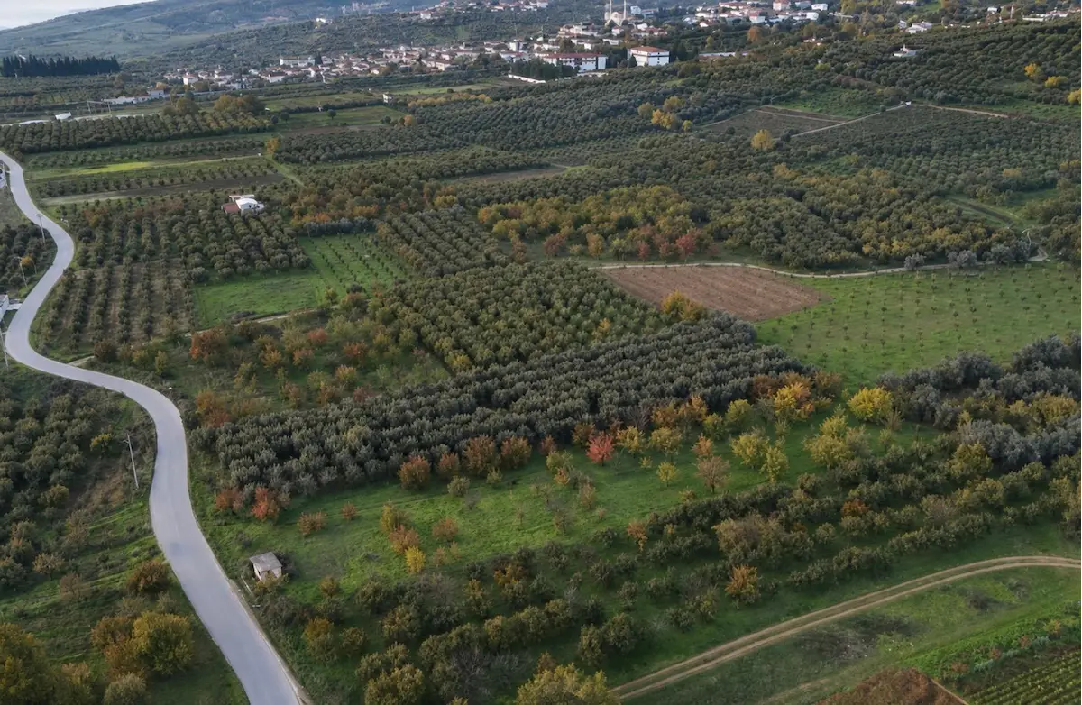 ELİF ŞENGÜL KAPLAN'DAN GEYVE DOĞANTEPE'DE YOL KENARINDA TARLA