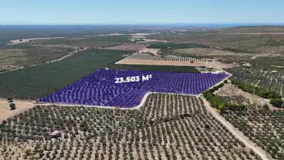 DİDİM AKYENİKÖY’DE 23.503 M²  TARLA NİTELİĞİNDE ZEYTİNLİK