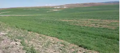 KAYSERİ GESİ GÜZELKÖY'DE MÜSTAKİL TARLA