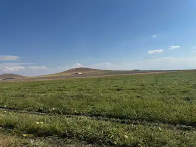KONYA EREĞLİ ZENGEN 100 DÖNÜM TEKTAPU VERİMLİ SATILIK TARLA