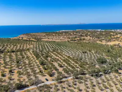 ÇANAKKALE EZINE DALYAN SATILIK ZEYTINLIK 7.183M2 YOLA CEPHE