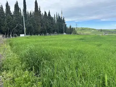 REMAX HÜSEYİN'DEN SATILIK 19MAYIS'DA YERLEŞİK ALAN İÇİNDE TARLA!