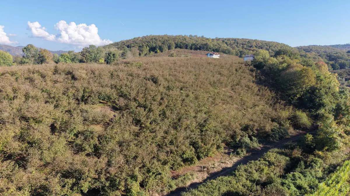 SÖĞÜTLÜ OSB YAKINI AKTEFEK MAH İMAR SINIRI 875 M² FINDIK BAHÇESİ
