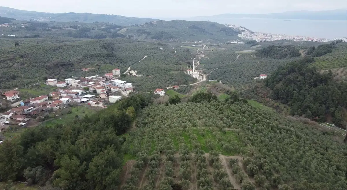 REMAX BEYAZ MUDANYA AYDINPINAR’DA 2064 M2 DENİZ MANZARALI TEK TAPU ZEYTİNLİK