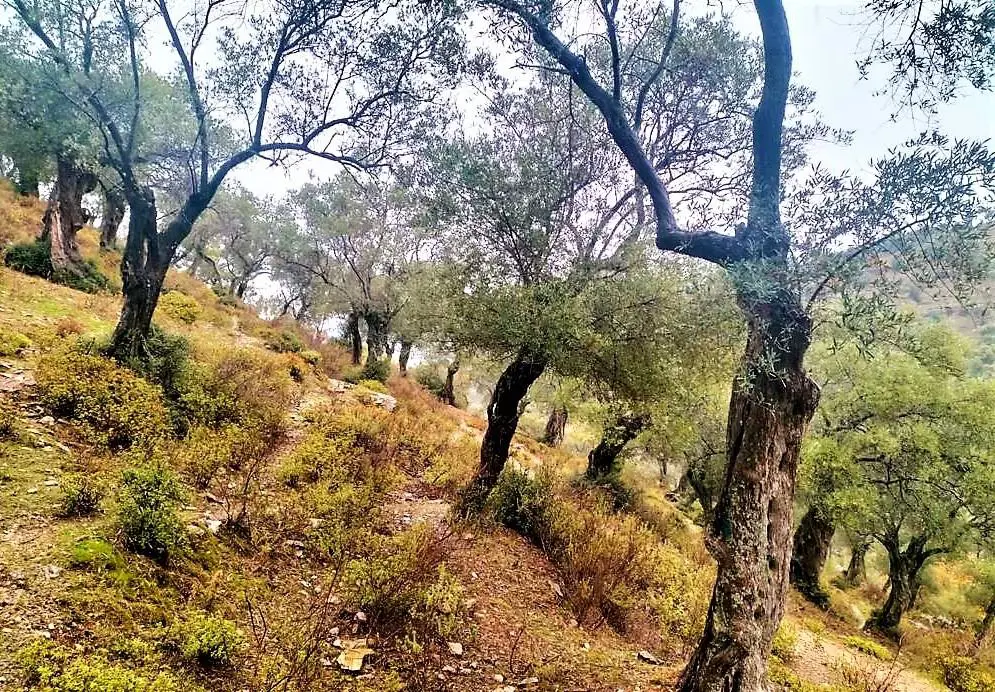 BAYINDIR KABAAĞAÇ'TA 1822M2 MÜSTAKIL TAPU SATILIK ZEYTINLI TARLA