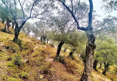 BAYINDIR KABAAĞAÇ'TA 1822M2 MÜSTAKIL TAPU SATILIK ZEYTINLI TARLA