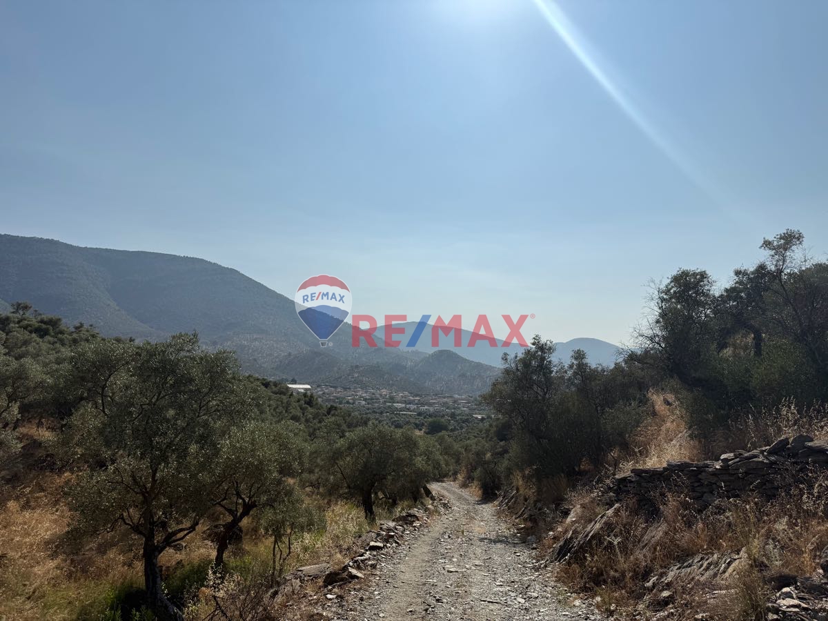 MİLAS BAFA’DA SATILIK YATIRIMLIK ZEYTİNLİK