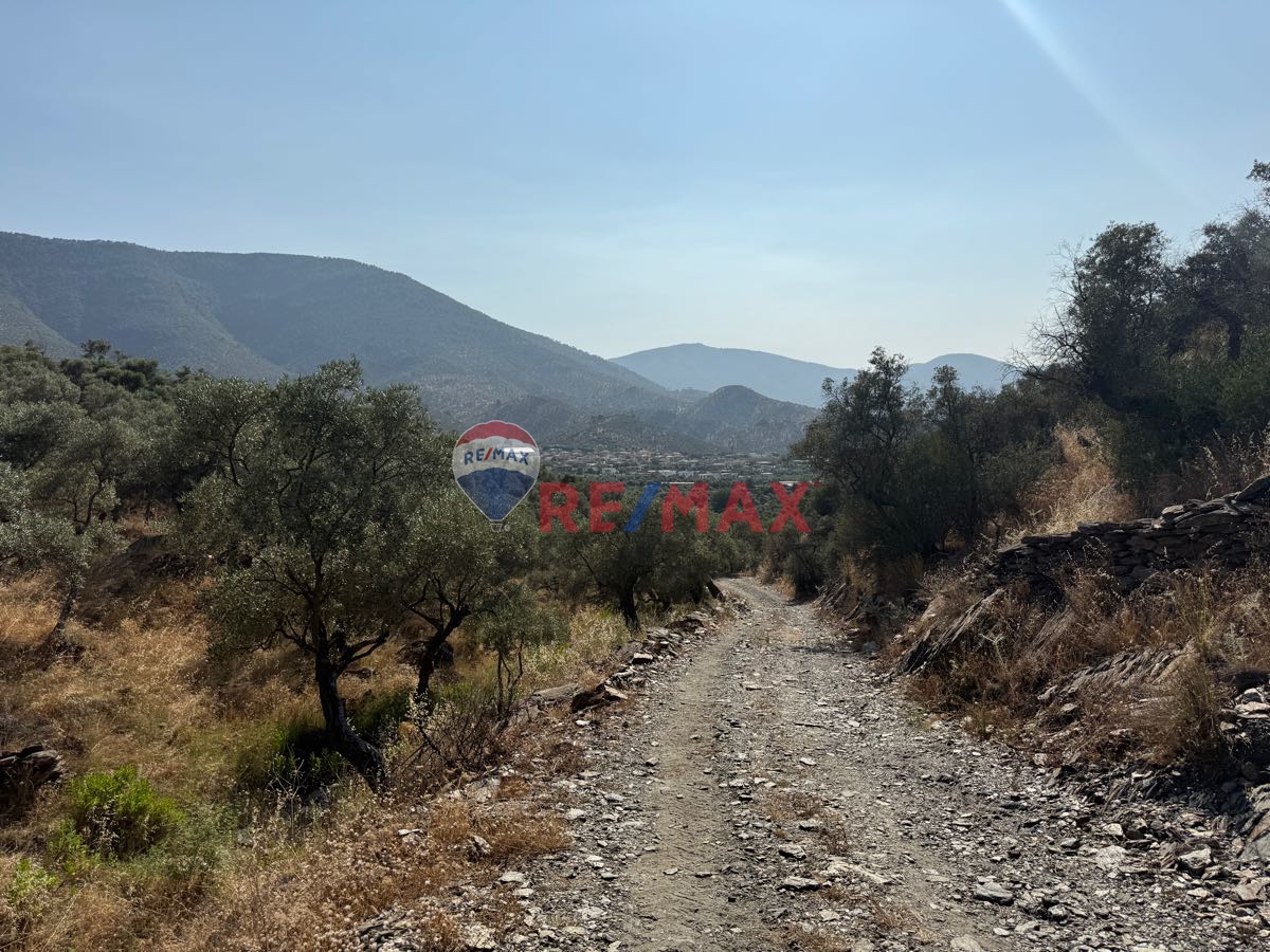 MİLAS BAFA’DA SATILIK YATIRIMLIK ZEYTİNLİK