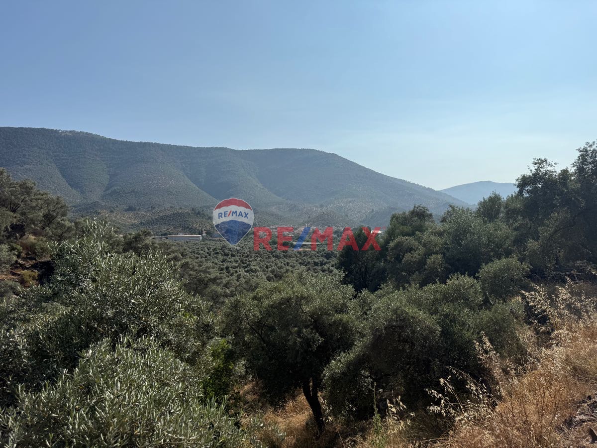 MİLAS BAFA’DA SATILIK YATIRIMLIK ZEYTİNLİK
