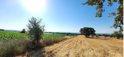 ÇANAKKALE BAYRAMİÇ AHMETÇELİ KÖYÜNDE 30.583 M2 SATILIK TARLA