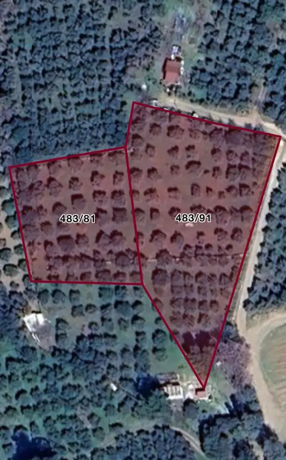 KUŞADASI. GÜZELÇAMLI 'DA 4.277M2 ZEYTİNLİ TARLA SATILIK...
