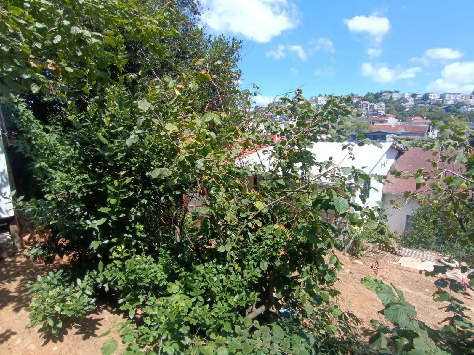 Property image 39
