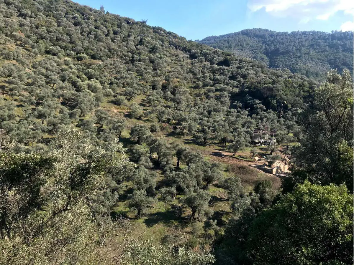 BAYINDIR BALCILAR’DA KADASTRAL YOLA YAKIN 2.854 M² SATILIK VERİMLİ ZEYTİNLİK