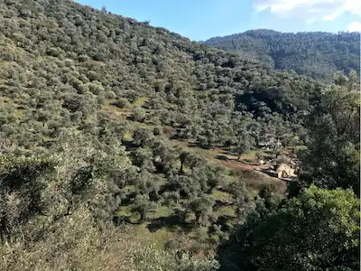 BAYINDIR BALCILAR’DA KADASTRAL YOLA YAKIN 2.854 M² SATILIK VERİMLİ ZEYTİNLİK