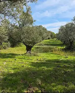 AYVALIK GAZİKEMALPAŞA’DA BAKIMLI ZEYTİNLİK – 4.995 M²