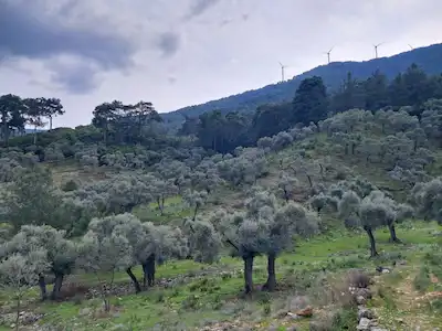 MUĞLA/MİLAS PINARCIK MAHALLESI'NDE SATILIK ZEYTINLIK