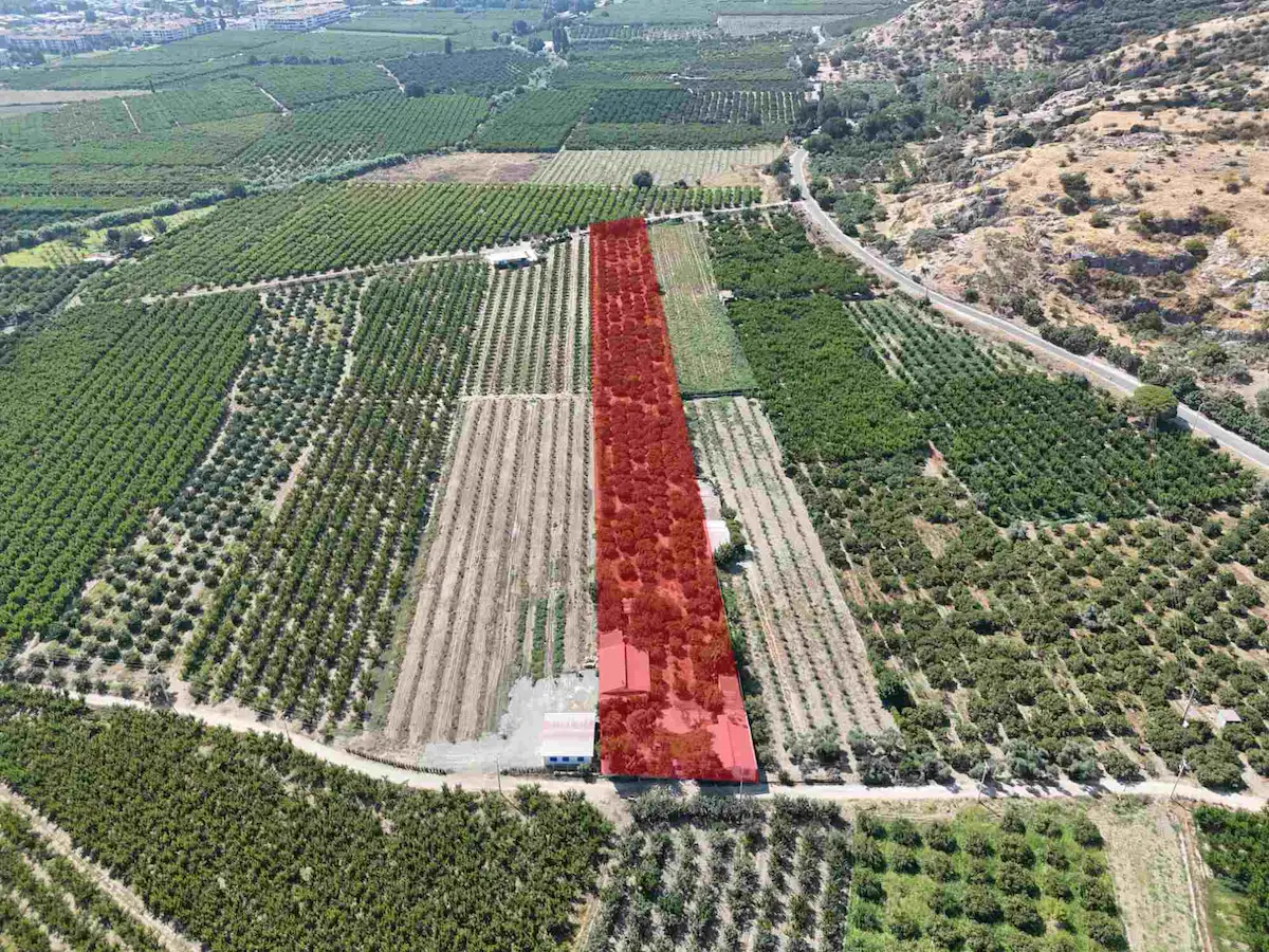 SATILIK.. İZMİR SELÇUK'DA İÇİNDE EVLERİ BULUNAN 8.474 M2 MANDALİN BAHÇESİ..
