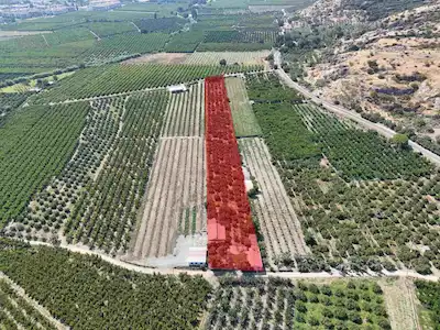 SATILIK.. İZMİR SELÇUK'DA İÇİNDE EVLERİ BULUNAN  8.474 M2 MANDALİN BAHÇESİ..