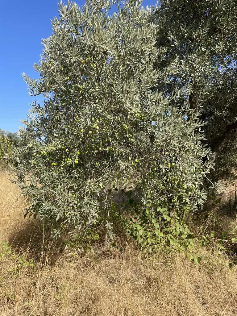 Property image 18
