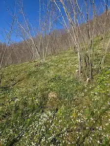 SAKARYA AKYAZI SATILIK 2635 M2 BAĞ BAHÇE ARSA