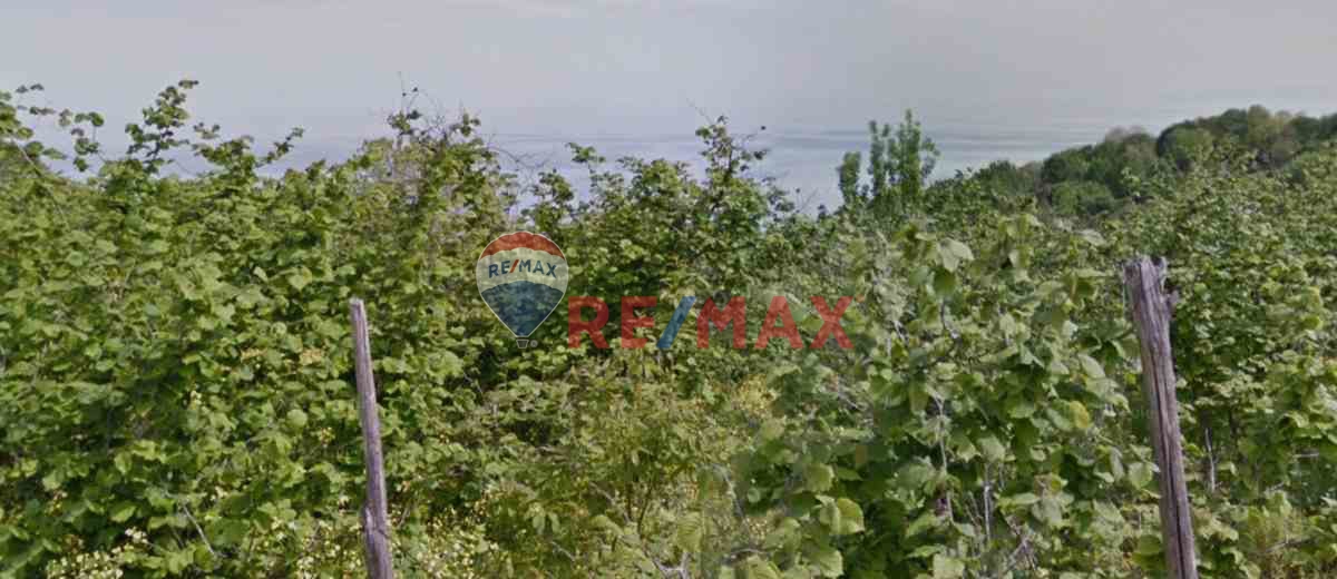 SATILIK DENIZ KIYISINDA FINDIK BAHÇESI