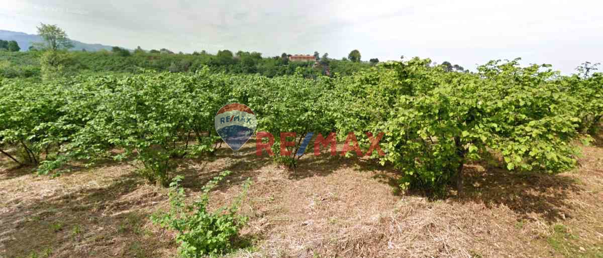 SATILIK DENIZ KIYISINDA FINDIK BAHÇESI